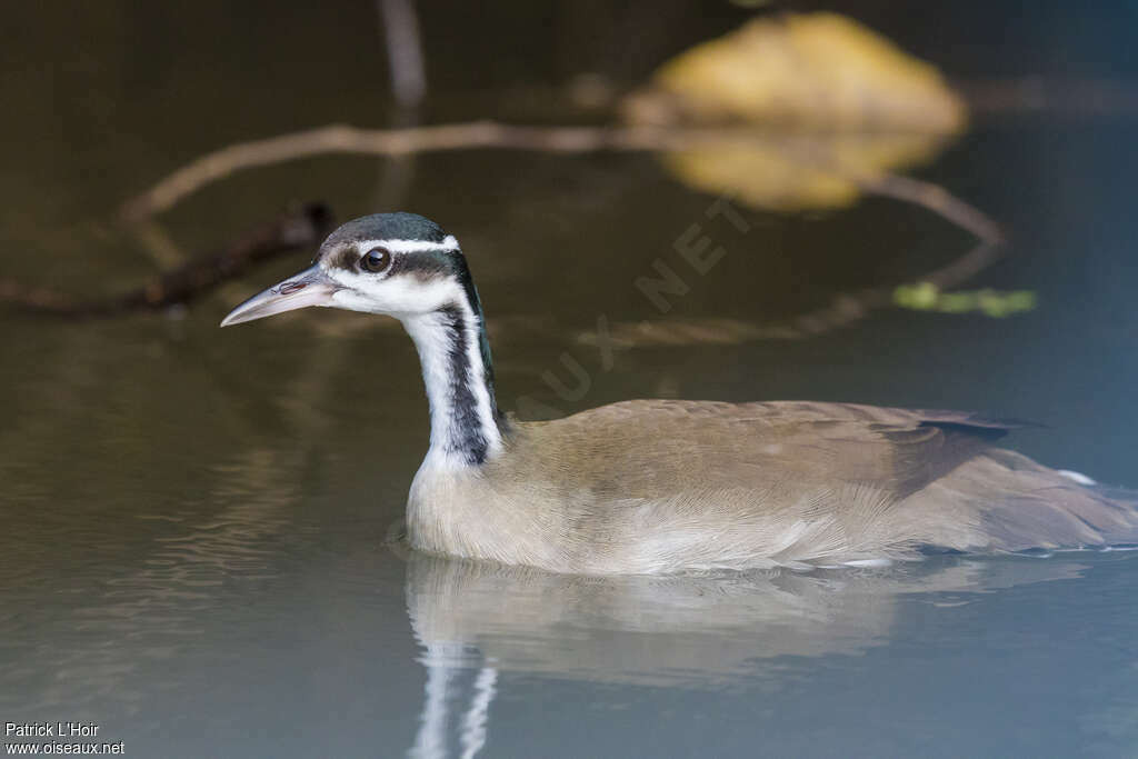 Sungrebe male adult