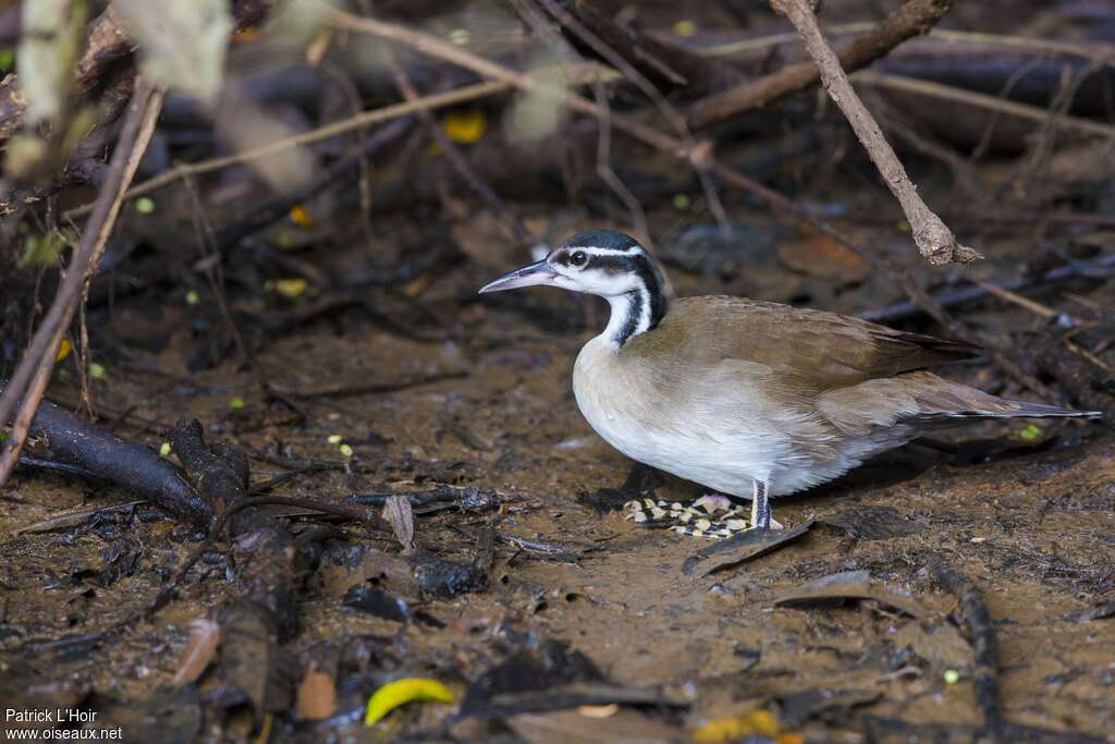 Sungrebe male adult, identification