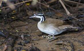 Sungrebe