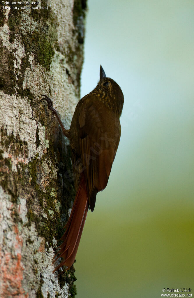 Wedge-billed Woodcreeperadult