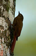 Wedge-billed Woodcreeper