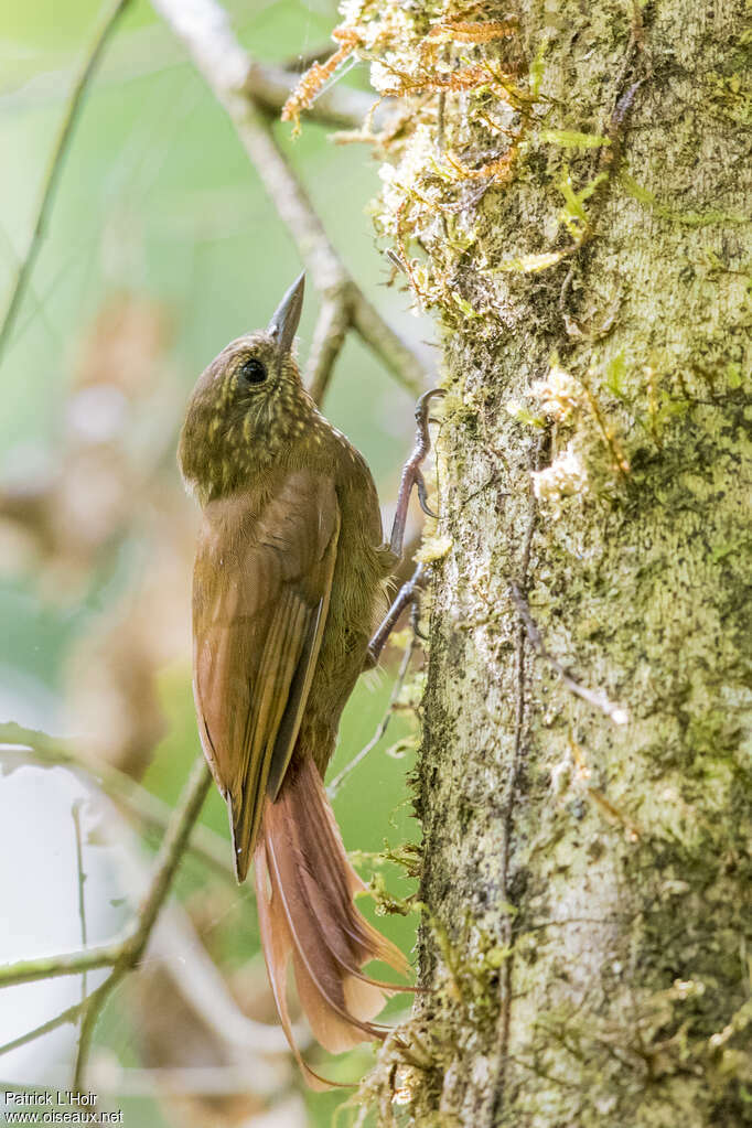 Wedge-billed Woodcreeperadult, identification