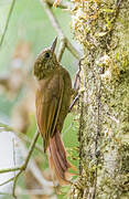 Wedge-billed Woodcreeper