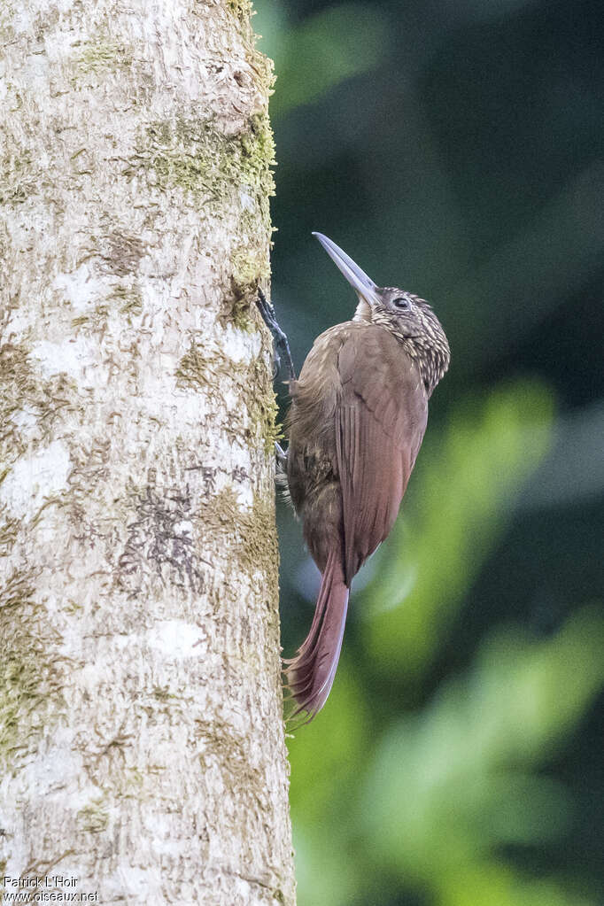 Cocoa Woodcreeperadult, identification