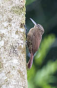 Cocoa Woodcreeper