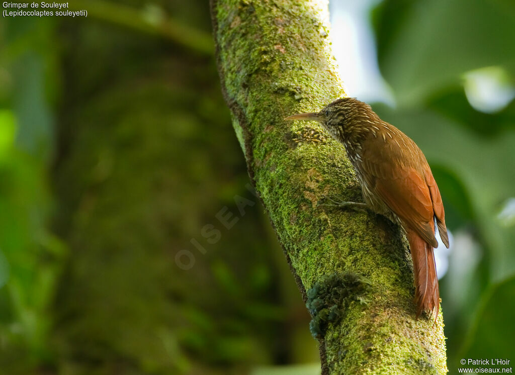 Streak-headed Woodcreeperadult