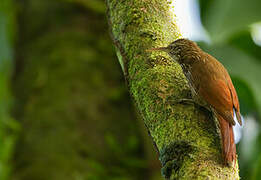 Streak-headed Woodcreeper