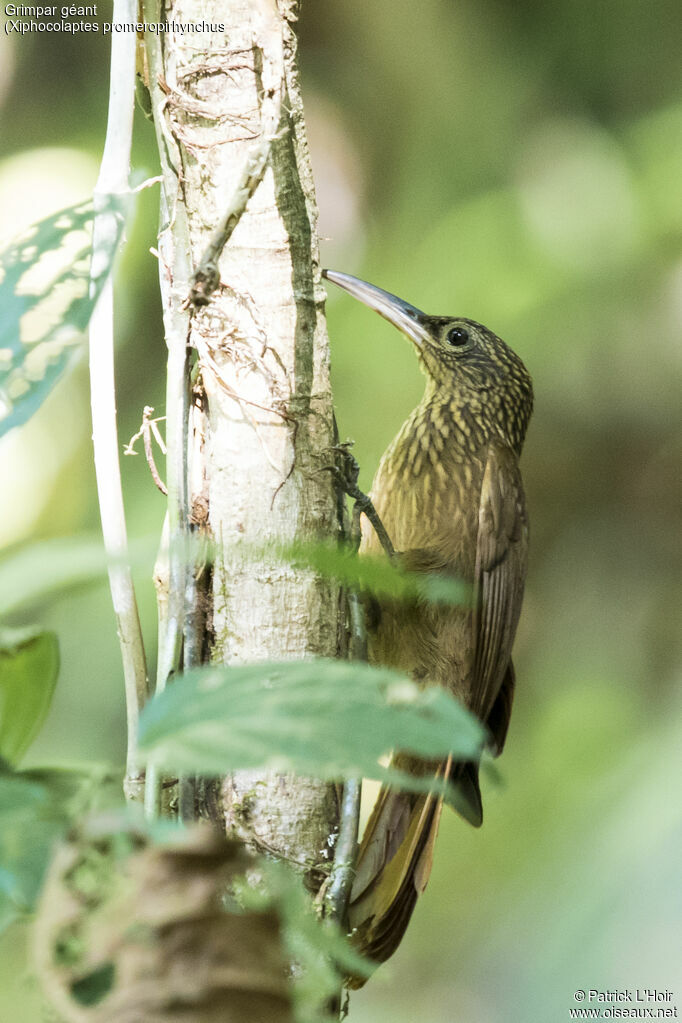 Strong-billed Woodcreeper