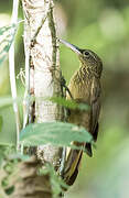 Strong-billed Woodcreeper