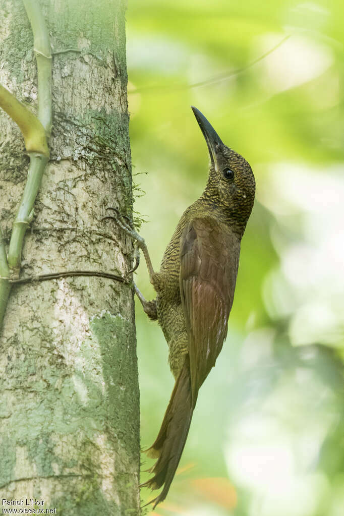 Northern Barred Woodcreeperadult, identification