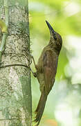 Northern Barred Woodcreeper