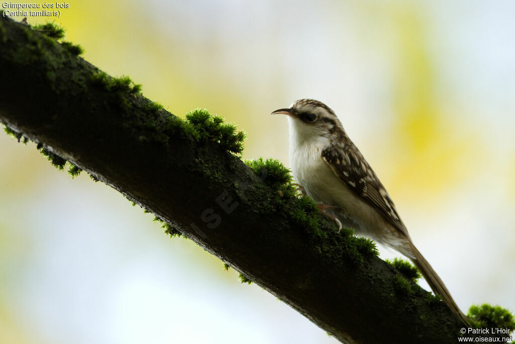 Eurasian Treecreeper