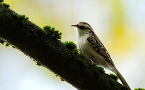 Eurasian Treecreeper