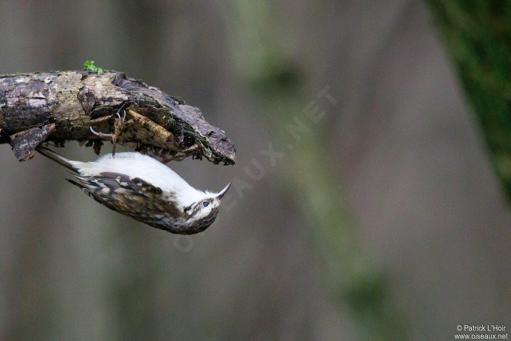 Eurasian Treecreeper