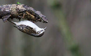 Eurasian Treecreeper