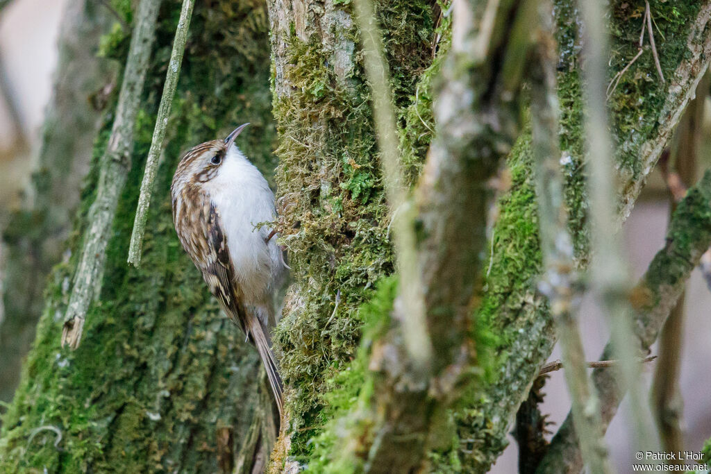 Grimpereau des bois