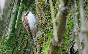 Eurasian Treecreeper