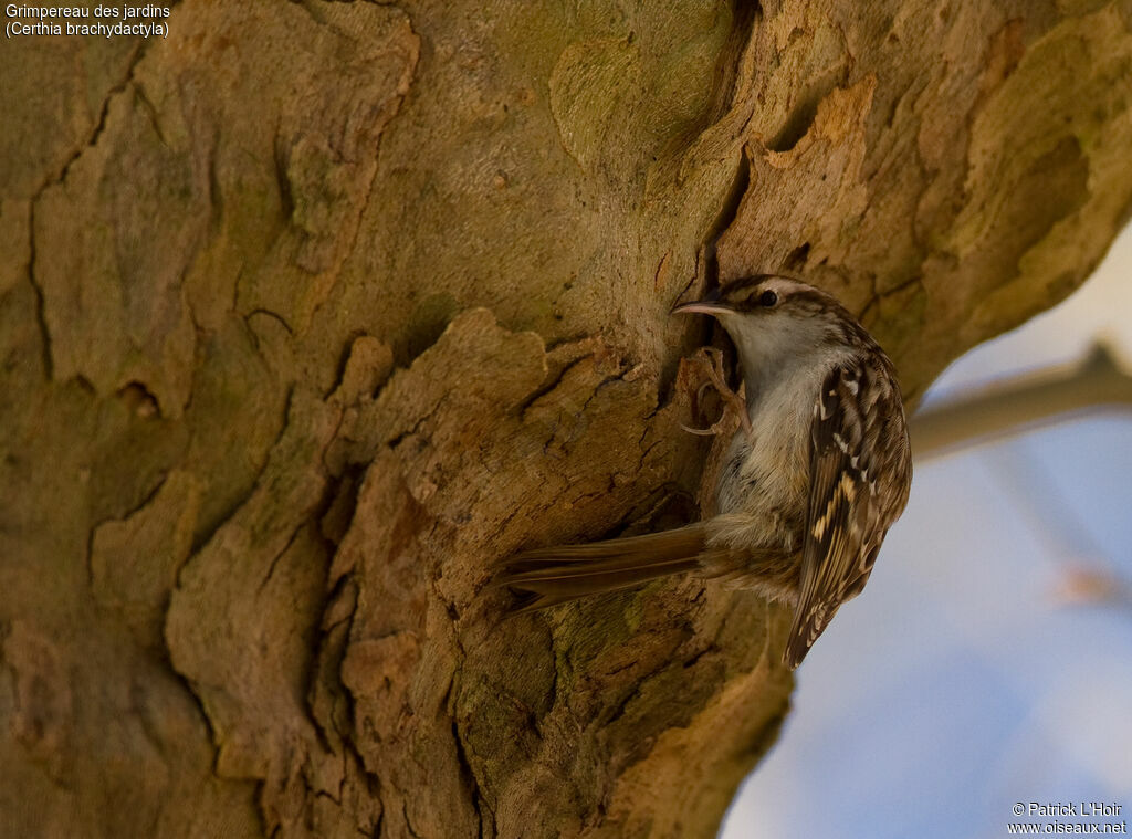 Short-toed Treecreeper