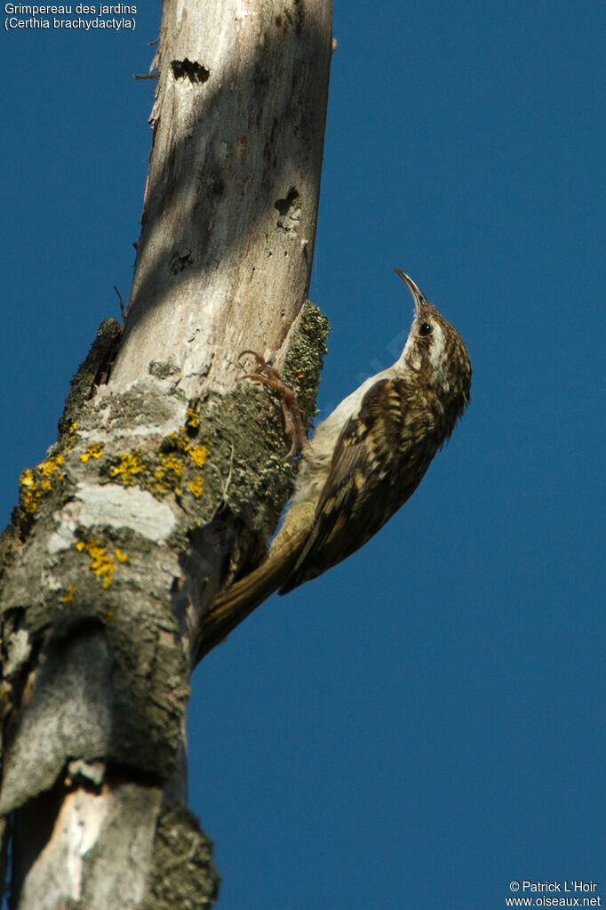 Short-toed Treecreeper