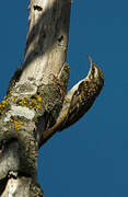 Short-toed Treecreeper