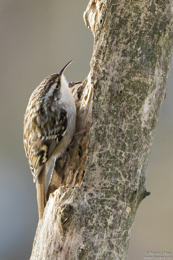 Short-toed Treecreeper