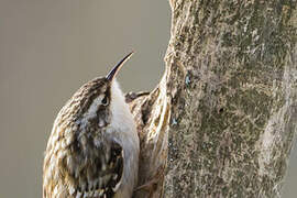 Short-toed Treecreeper