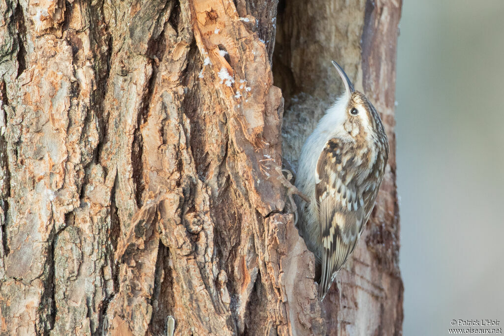 Short-toed Treecreeper