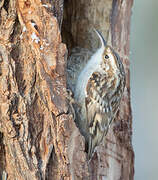 Short-toed Treecreeper