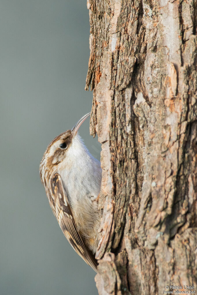 Short-toed Treecreeper