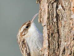 Short-toed Treecreeper