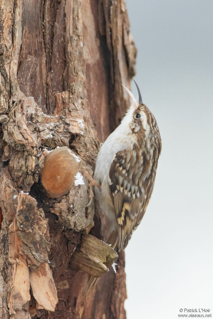 Short-toed Treecreeper