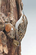 Short-toed Treecreeper