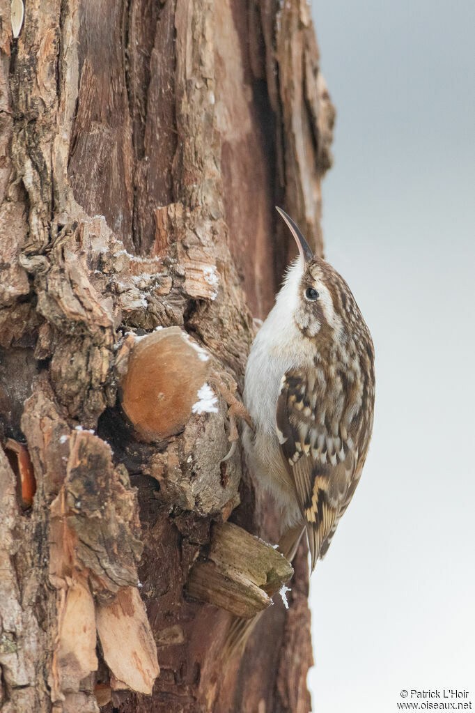 Short-toed Treecreeper