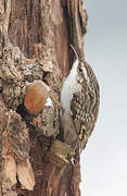 Short-toed Treecreeper