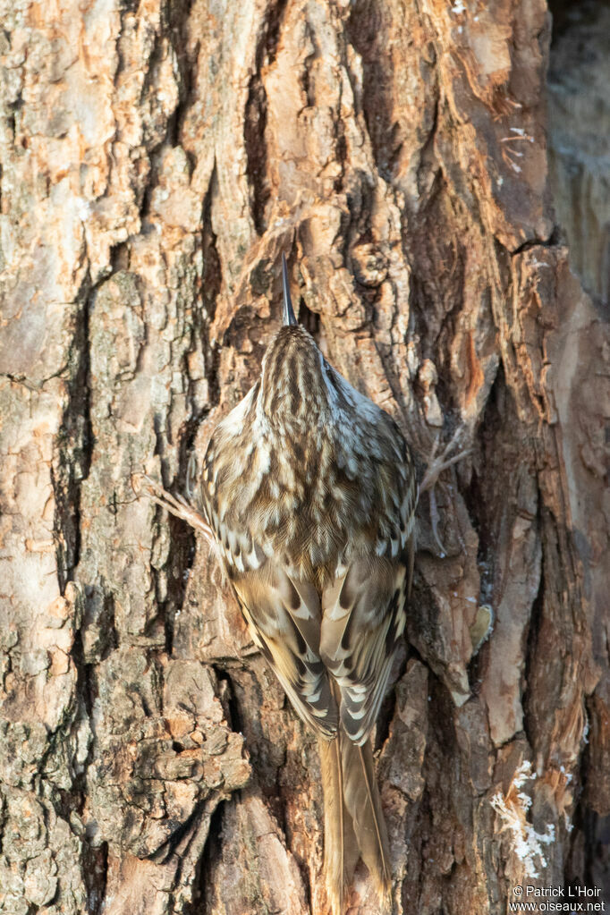 Short-toed Treecreeper