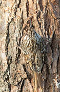 Short-toed Treecreeper