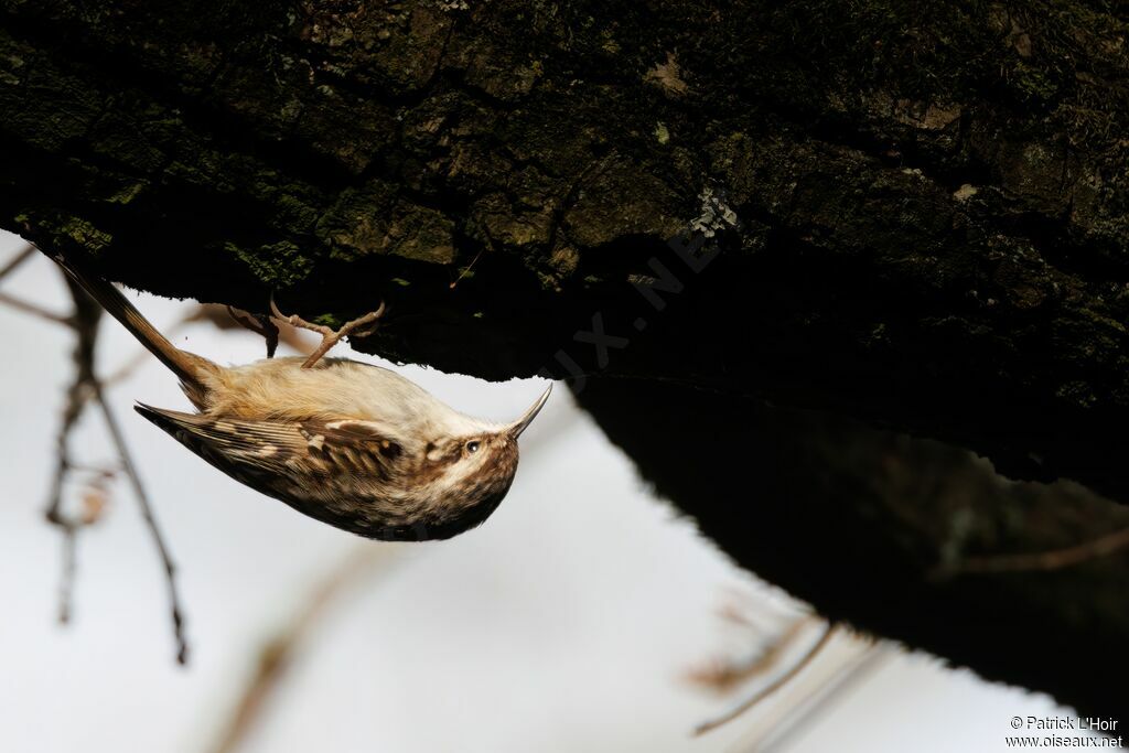 Short-toed Treecreeper