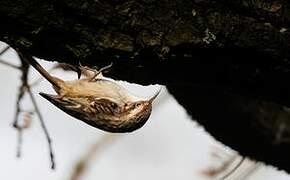 Short-toed Treecreeper