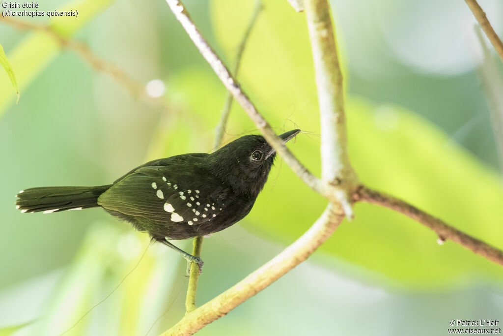 Dot-winged Antwren male adult