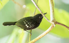 Dot-winged Antwren