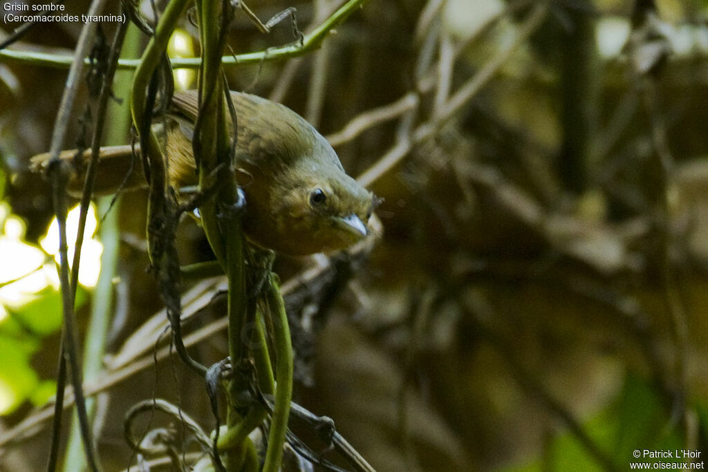 Dusky Antbird female