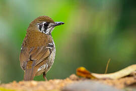 Spot-winged Thrush