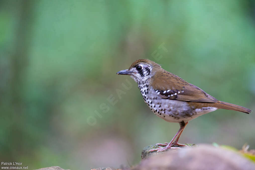 Spot-winged Thrushadult, identification