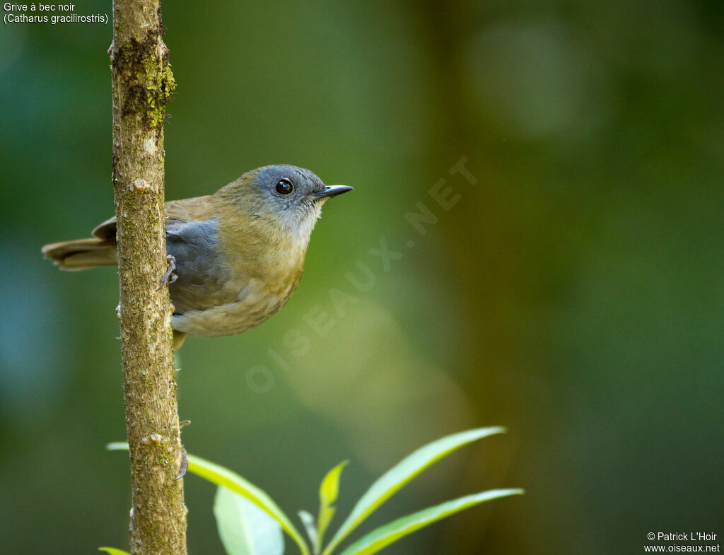 Black-billed Nightingale-Thrushadult