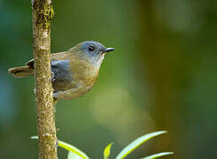 Black-billed Nightingale-Thrush