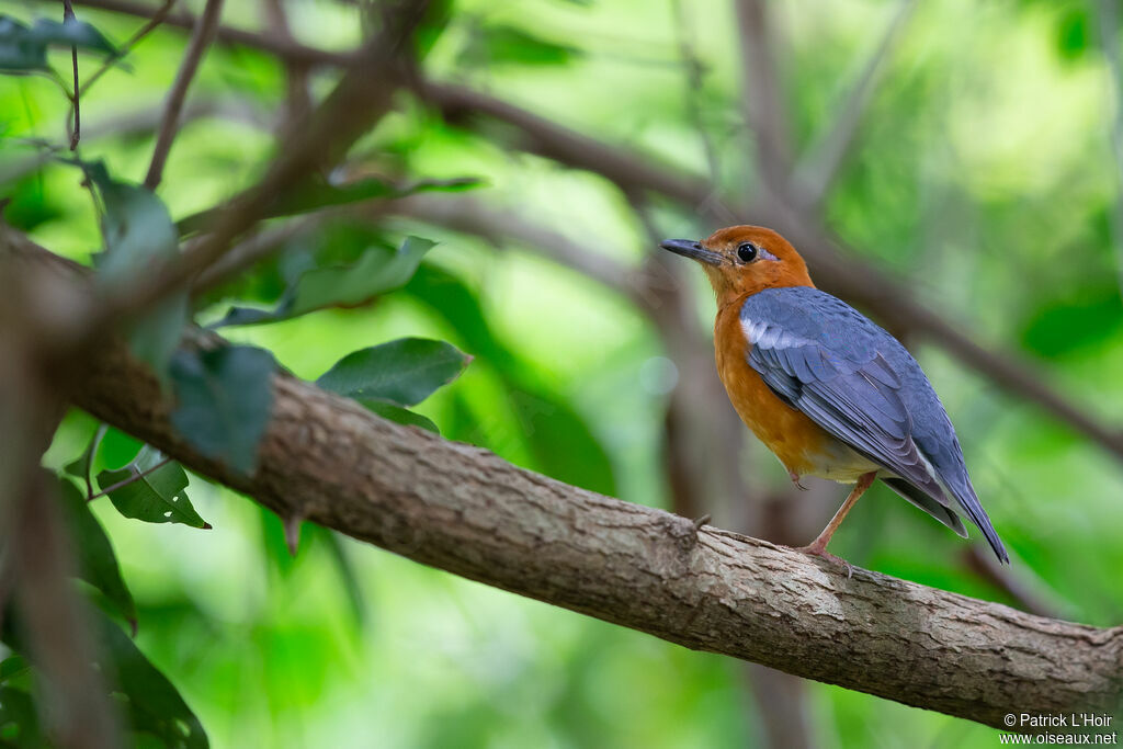 Orange-headed Thrush male adult