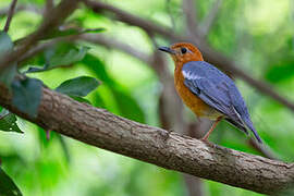 Orange-headed Thrush