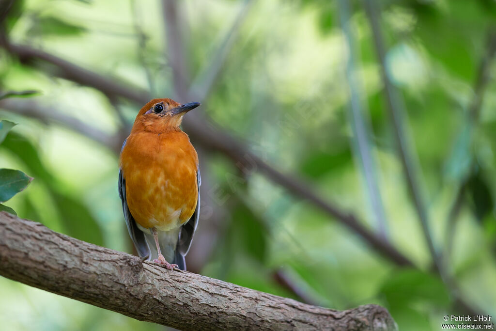 Orange-headed Thrush male adult