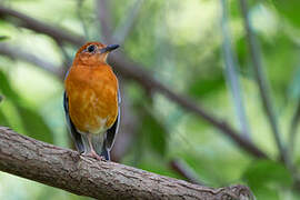 Orange-headed Thrush