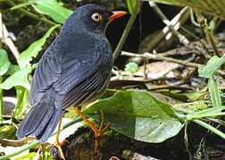 Slaty-backed Nightingale-Thrush